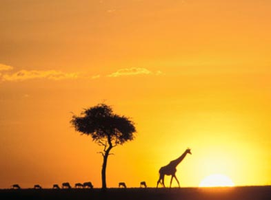 Experience an African safari in Kenya - serena